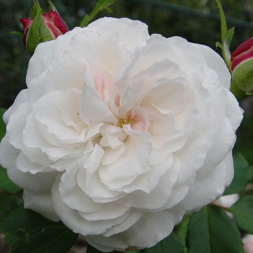Vendita, rose rose noisette - bianco - Rosa Boule de Neige - rosa intensamente profumata - François Lacharme - Una delle rose piu famose. Se vai in un giardino di rose per raccogliere un bellissimo bouquet non potrai resistere a questa rosa. Ti farà senti